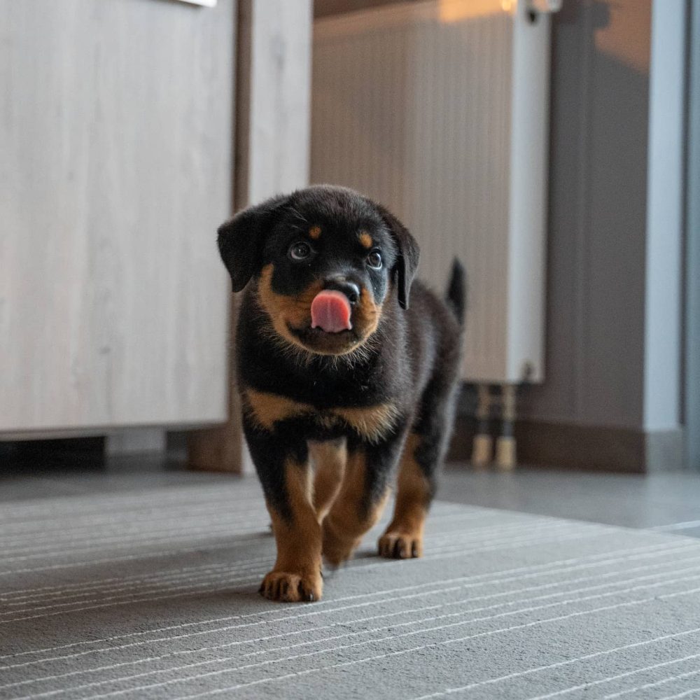 rottweiler puppy