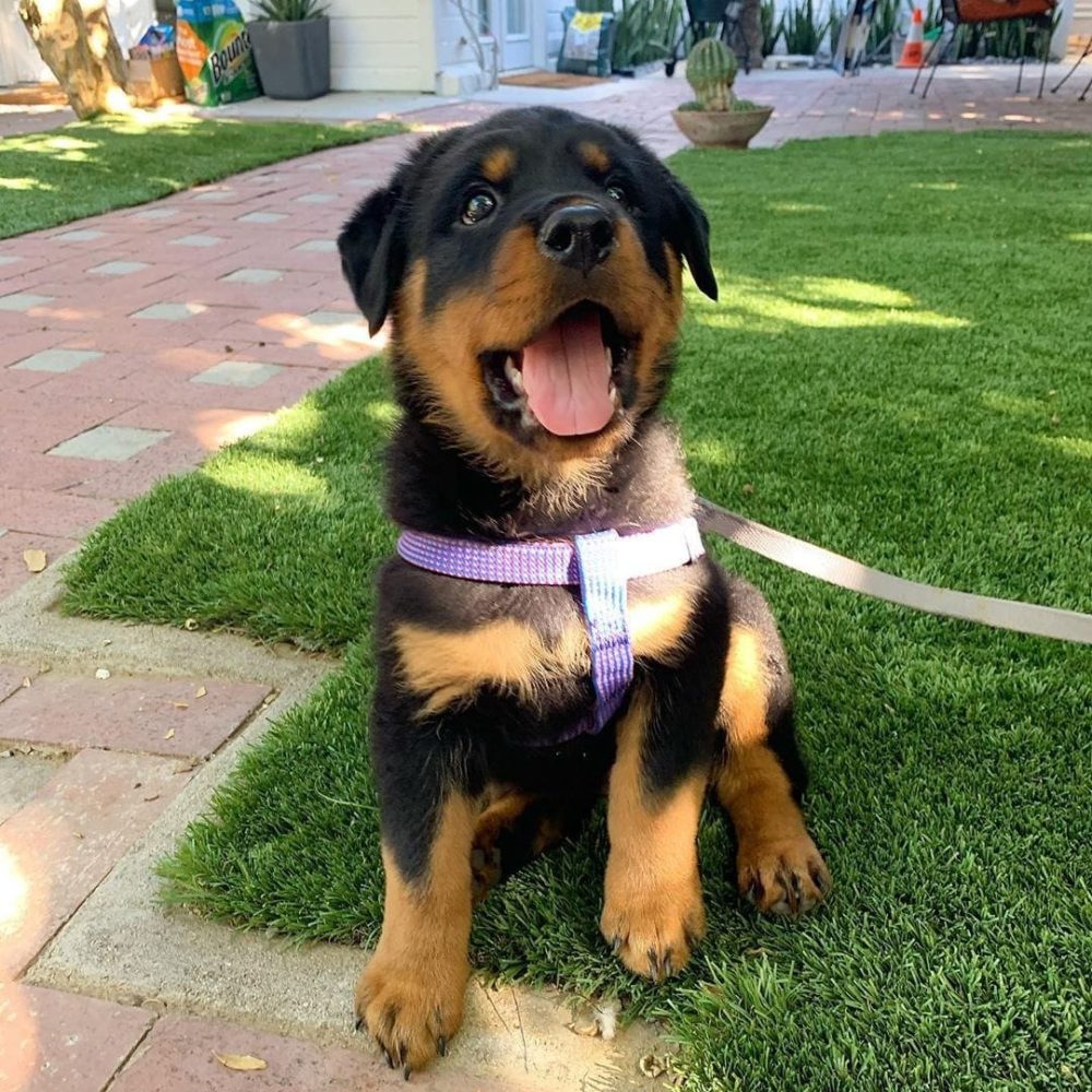 Rottweiler