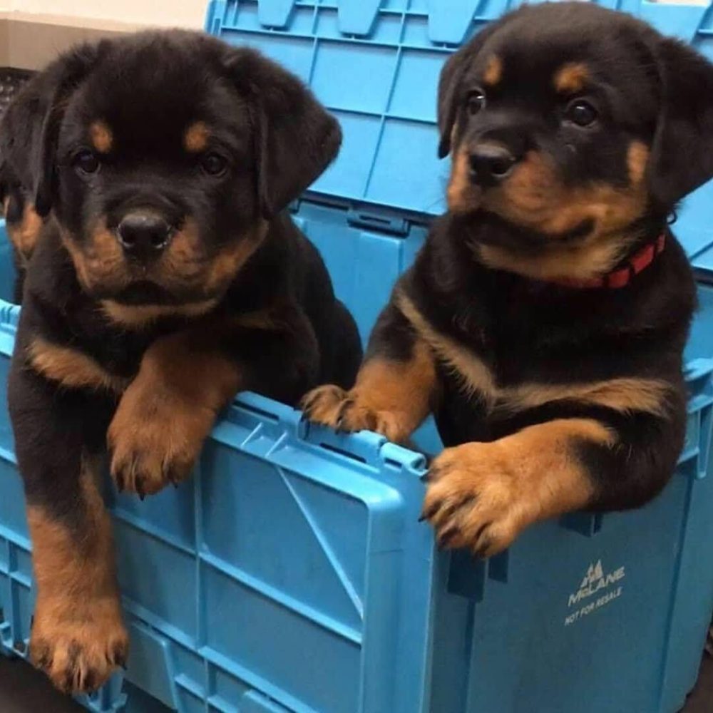 Rottweiler puppy