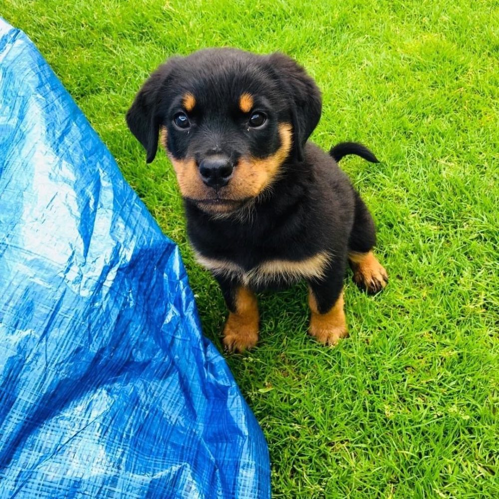 Rottweiler puppy