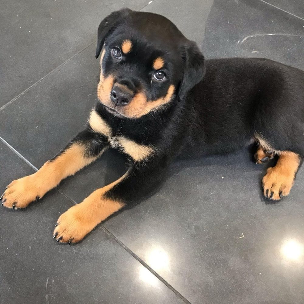 Rottweiler