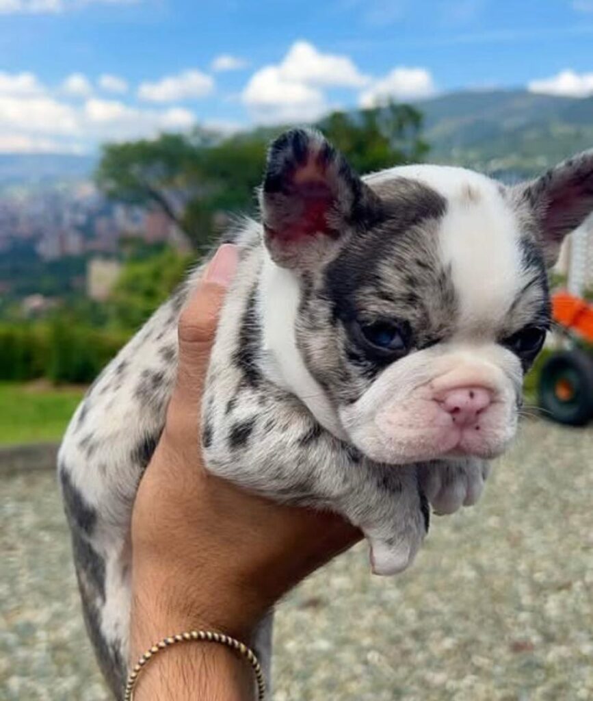 French bull dog