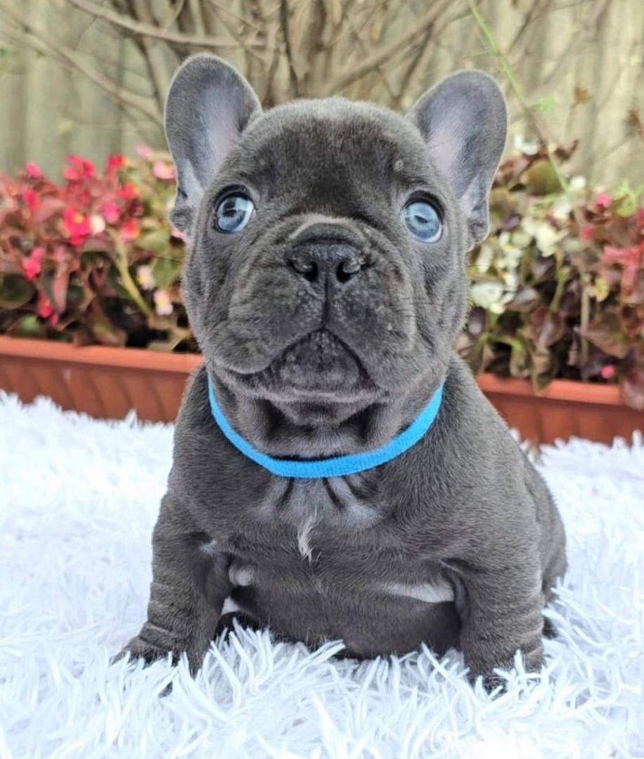 French bulldog