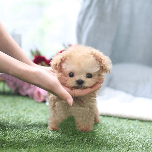 Poodle puppy